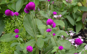 photo - small clump of globe amaranth purple puff ball flowers, with green stems and leaves
