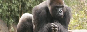 Gorilla Casey coming soon to the Louisville Zoo