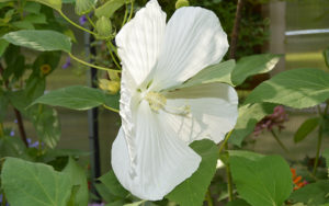 image - white blue river hibiscus flower with green leaves