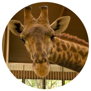 photo - head shot of giraffe, showing its 2 horns, very large ears, with brown mane, white hair with brown spots, long muzzle with nose, mouth, very handsome shot of the giraffe, has that look of "am i good looking or what?"