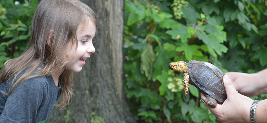 photo - young girl, looking excited, about seeing a box turtle face to face, turtle's head and both front legs are all the way out turtle held by a teacher