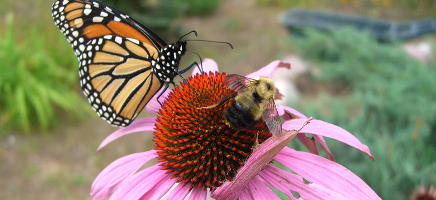 photo - black, orange, white monarch butterfly w/brown, winged bumble bee sitting along side, on a flower looking for nectar and pollen