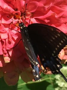 photo - black wings with white designs, pointed edge of wings, butterfly, sitting on pink flowers, shows head, anteana, legs of butterfly