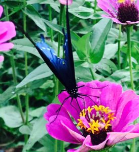 photo - black butterfly, with bluish tints on wings, shows legs, antennae, as it drinks nectar from a pink flower with yellow stems inside, background lot of green leaves
