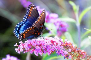 photo - black, orange, white with blue tints monarch butterfly, showing head, body, legs and antennae, sitting on pink flowers, looking for nectar
