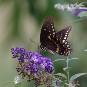 photo - black, orange, white color monarch butterfly, shows body, legs and antennae, head of butterfly, sitting on purple flowers