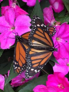 photo - black, orange, white, monarch butterflies, sitting on pink flowers