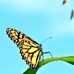 photo - orange, black, white monarch butterfly, shows legs, antennae, sitting on a leaf