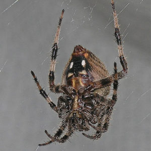 image - orb weaver spider, showing the underside of its body with its 8 brown/black striped legs