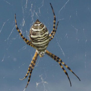 image - banded garden spider, with large body, with multilines of brown, white across body, small head, showing 8 very long pointed legs with striped black/yellow markings, sitting on web it has spun