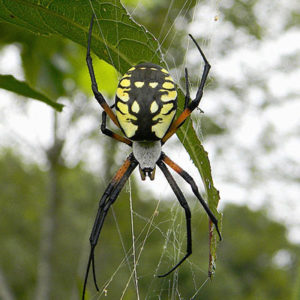 image - golden garden spider, yellow black body w/designs, grey head with 2 pinchers showing, 8 orange black legs, on a web it spun around a green leaf