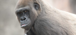 photo - side head shot of gorilla, black hair, small ear detailed ear, 2 dark eyes, detialed muzzle and mouth, with pink tongue showing slightly