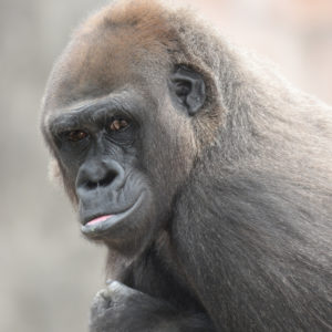 photo - side full face head shot, of gorilla Bandia, with a quizzical look on its face, you can see clear definition of ear, and nose on face, very dark eyes