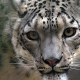 photo - full face head shot snow leopard, white fur with black markings, yellow eyes, pink nose, with white whiskers, very intense look on its face