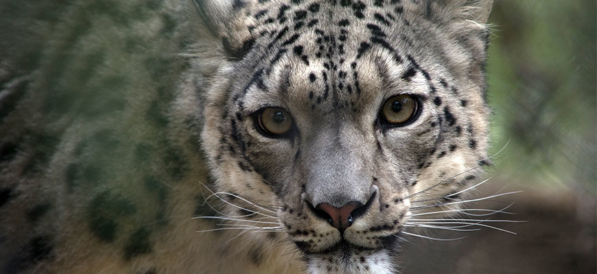 photo - full face head shot snow leopard, white fur with black markings, yellow eyes, pink nose, with white whiskers, very intense look on its face