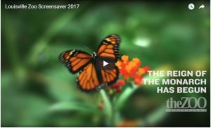 banner - Louisville Zoo Screensaver 2017, blurred greenery background, with orange, blk, yellow monarch butterfly sitting on stem, the reign of the monarch has begun, theZOO, louisville