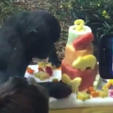 photo - Kindi eating fruit, icees, to celebrate her birthday in her enclosure. some fruit is shaped like animals, cake is made from watermelon, honeydew, cantalope or mangos