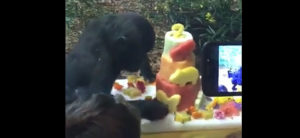 photo - Kindi eating fruit, icees, to celebrate her birthday in her enclosure. some fruit is shaped like animals, cake is made from watermelon, honeydew, cantalope or mangos