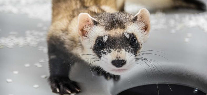 photo - head shot of black footed ferret, with variety of brownish/gray fur markings, face has white ring of fur around face, with a black mask over eyes, and white fur on muzzle and mouth, nose if black, black whiskers, show one black leg with claws, cute little fella