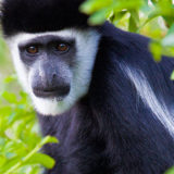 photo - side view, with full face, pic of colobus black monkey, pronounced white circle of hair around main face, brown eyes, short, wide snout, tips of black fur has streaks of white fur among black fur, background is green leaves, seem to be sitting in a tree