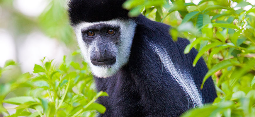 photo - side view, with full face, pic of colobus black monkey, pronounced white circle of hair around main face, brown eyes, short, wide snout, tips of black fur has streaks of white fur among black fur, background is green leaves, seem to be sitting in a tree