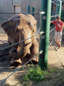 photo - punch, the elephant, laying in yard, getting bath from keeper who is spraying him with water hose in his outside enclosure