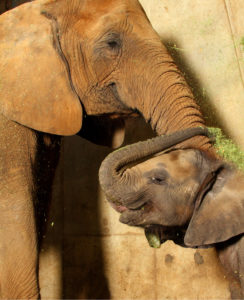 photo - scotty, baby elephant, being petted by mom Mikki, scotty's trunk is up over his head, reaching for greenery, you can see each of their ear fans, and little beady eyes
