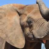 photo - great head shot of mikki, the elephant, with large fanned out ears, trunk is curled up over her head, as if saluting,