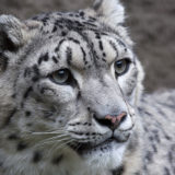 photo - head shot full face of snow leopard, white with black lines and spots over all its body, beautiful deep set gray eyes, pink nose, with white whiskers, very handsome face