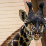 photo - kianga, female giraffe, full face head shot, beige color with black markings all over, brown mane, large ears, 2 blk horns, with black forehead running down to nose, beautiful large eyes with long lashes, cute muzzle, nostrils and mouth