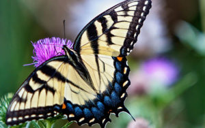 photo - swallowtail, zebra butterfly, sitting on a purple flower, wings are black/white/trim designs, with blue trim on rear part of wings, markings are beautiful
