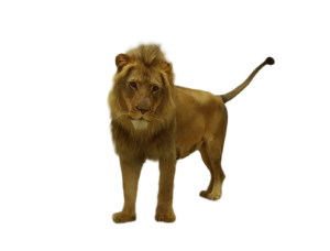 image - full frontal photo of lion, he is brown color all over, mane goes around his face and head, tail is standing straight up on his rear, very handsome fella