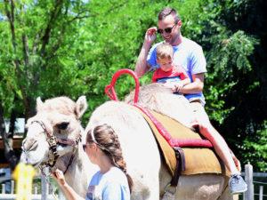 photo - dad, son riding a one hump camel, sitting in a saddle rack, with a keeper leading the camel around the ring. camel is wearing a face bridle, on a sunny summer day