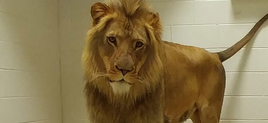 photo - siyanda, our brown lion, with mane around his face, and on top of his head, with look of "when can I go back to my enclosure"