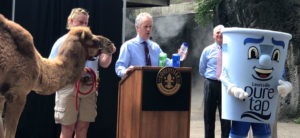 photo - mayor fischer, john walczak, jane anne franklin with camel, and the louisville zoo pure tap waater bottle refill station mascot, at a press conference