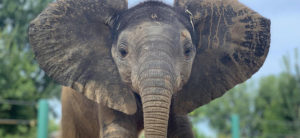 photo - full face of Fitz, our baby elephant, very large grey ears, fanned out, all the way, so cool, looking so interested at something, beautiful eyes, trunk is displayed, such a handsome fella