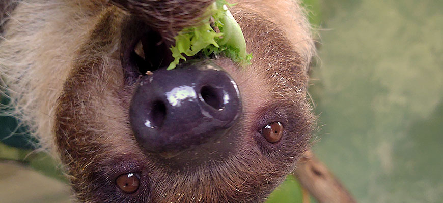 photo - upside down full face of sloth, with lettuce in its mouth, black nose is very prominent in this photo, and its eyes