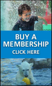 Buy a membership - Click here