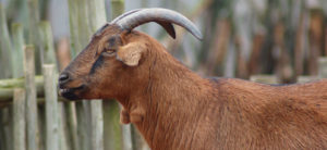 photo - head shot w/shoulders of boma brown hair goat, with 2 curved horns, black muzzle, with 2 hair tufts on his neck