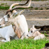 photo - mom addax, laying with baby calf addax, in the grass, both are white, and mom has a huge set of antlers, side view of her face shows the muzzle mask marking, plus brown fur at base of her antlers