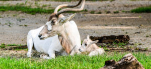 photo - mom addax, laying with baby calf addax, in the grass, both are white, and mom has a huge set of antlers, side view of her face shows the muzzle mask marking, plus brown fur at base of her antlers