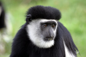 photo - side full face of colobus monkey, black hair, with white hair around black face, his eyes show a worried look on his face