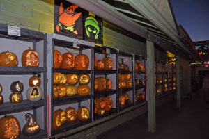 photo - halloween wall decorated with rows of orange pumpkins, various sizes, carved with variety of designs, poster of Patrick and Marvin the Martian displayed over the display shelves of pumpkins.