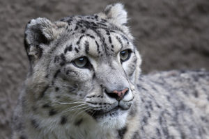 photo - head shot of snow leopard, white fur with black markings, lines all over face, with inquiring eyes, pink nose and white whiskers