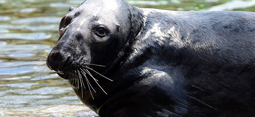 photo - head, should shot of new gray seal, with eyes that seem to ask "where am i?" handsome face, with whiskers
