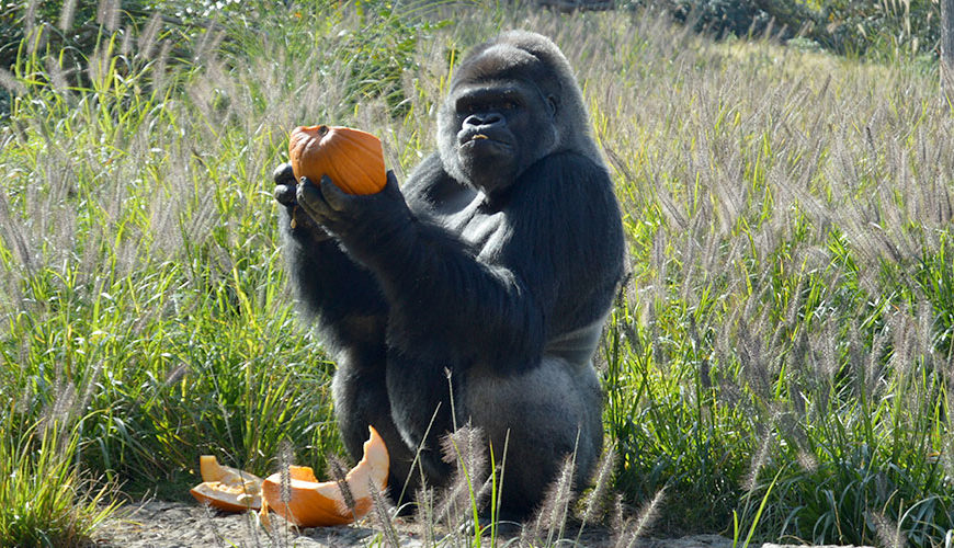 photo - large black fur gorilla, holding an orange pumpkin, that he is eating, while sitting in tall grass, on a nice sunny day