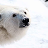 photo - Qannik, the polar bear, all white fur, short snout, inquiring black eyes, standing in snow