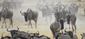 photo - herd of wildebeest, walking on dry, dusty plain, kicking up dust, they are grey in color, long black faces, with horns in a unique design, they grow out on either side, then curl back in