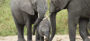 photo - taken in Tanzania with Fred Hougland group, 2 grey african adult elephants caressing grey baby elephant with their trunks, loving on it.