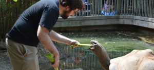 photo - zoo keeper feeding celery to one of the very large tortoises in our zoo